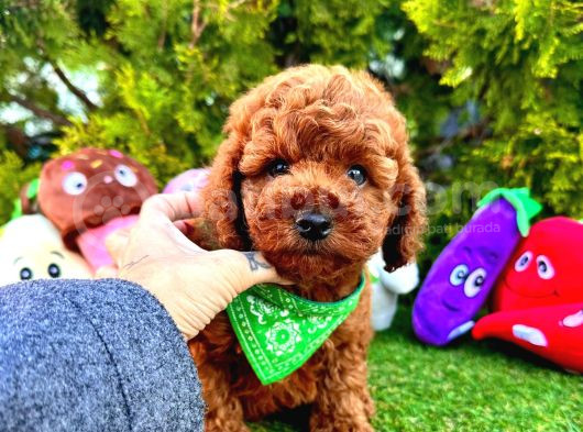 Bu Yavruları Görmeden Poodle Sahiplenme görsel