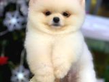 Pomeranian Boo Yavrulari