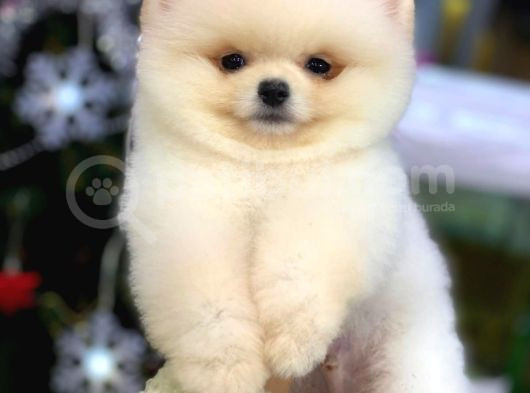 Pomeranian Boo Yavrulari görsel