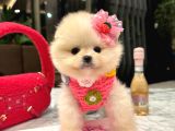 Pomeranian Boo Yavrulari