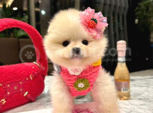 Pomeranian Boo Yavrulari görsel
