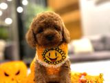 Birbirinden  tatlı toy poodle Yavrulari