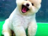 Pomeranian Boo Yavrulari