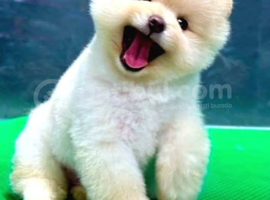 Pomeranian Boo Yavrulari görsel