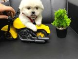 İmperial Pekinez Bebekler