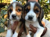 Elizabeth Beagle Yavrularımız