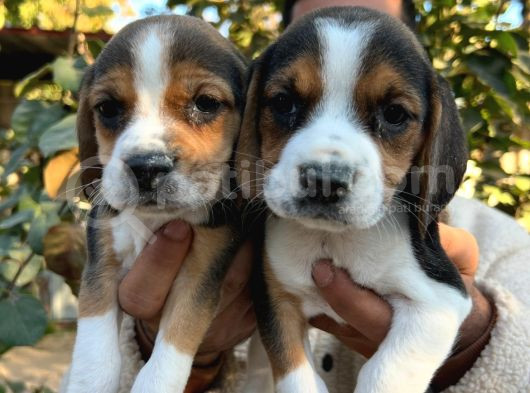 Elizabeth Beagle Yavrularımız