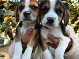 Elizabeth Beagle Yavrularımız