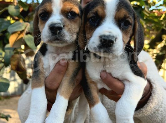 Elizabeth Beagle Yavrularımız görsel