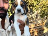Elizabeth Beagle Yavrularımız