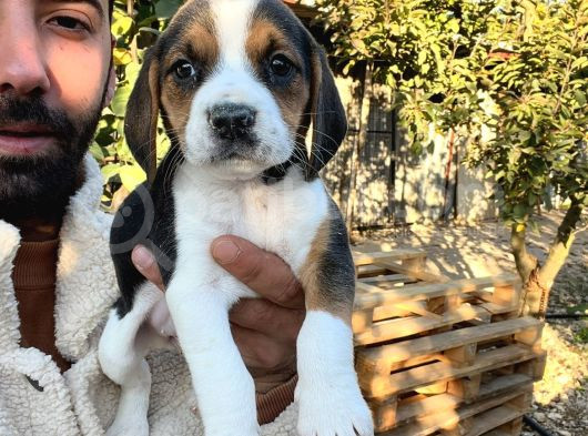 Elizabeth Beagle Yavrularımız görsel