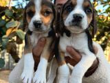 Elizabeth Beagle Yavrularımız