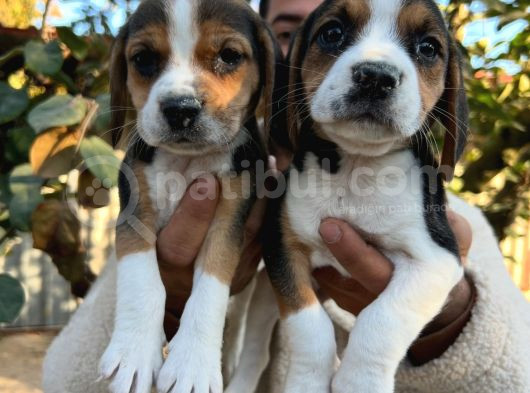 Elizabeth Beagle Yavrularımız görsel