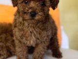 0 Numara Toy Poodle Yavrular