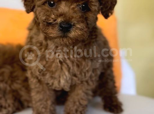 0 Numara Toy Poodle Yavrular görsel