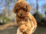 0 Numara Toy Poodle Yavrular