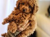 0 NUMARA TOY POODLE YAVRULAR