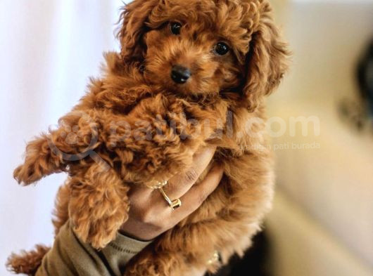 0 Numara Toy Poodle Yavrular