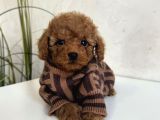 SAFKAN TOY GARANTİLİ POODLE BEBEKLER