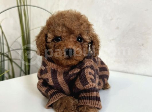 Safkan Toy Garanti̇li̇ Poodle Bebekler