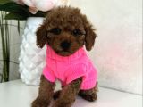 Safkan Toy Garanti̇li̇ Poodle Bebekler