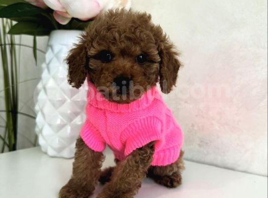 Safkan Toy Garanti̇li̇ Poodle Bebekler görsel