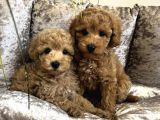 YENİ EVİNİ BEKLEYEN TOY POODLE BEBEKLER
