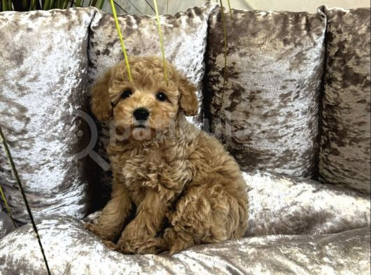 Yeni̇ Evi̇ni̇ Bekleyen Toy Poodle Bebekler görsel