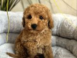 Yeni̇ Evi̇ni̇ Bekleyen Toy Poodle Bebekler