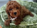 HARİKA TOY POODLE BEBEKLER