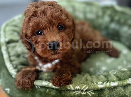 Hari̇ka Toy Poodle Bebekler
