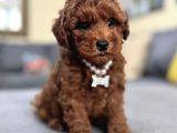 Hari̇ka Toy Poodle Bebekler