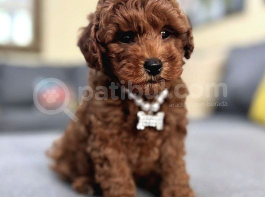 Hari̇ka Toy Poodle Bebekler görsel