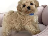 BABY FACE MALTİPOO BEBEKLER
