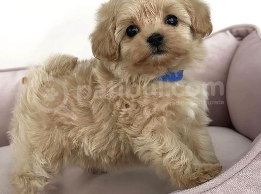 Baby Face Malti̇poo Bebekler
