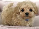 Baby Face Malti̇poo Bebekler