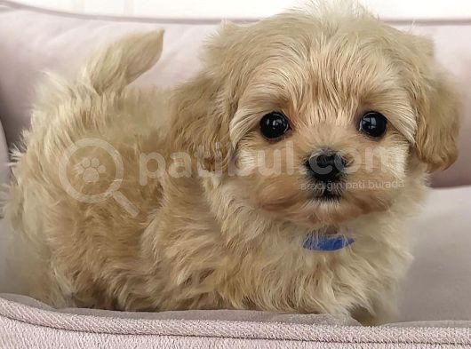Baby Face Malti̇poo Bebekler görsel