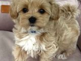 0 NUMARA MALTİPOO BEBEKLER