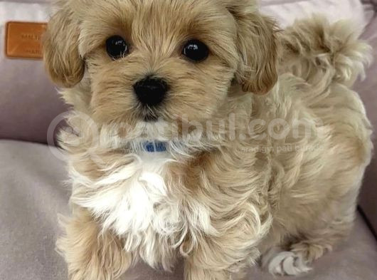 0 Numara Malti̇poo Bebekler