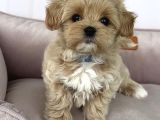 0 Numara Malti̇poo Bebekler