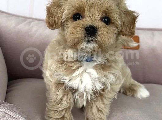 0 Numara Malti̇poo Bebekler görsel