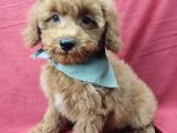 EV ÜRETİMİ TOY POODLE BEBEKLER