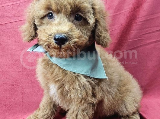 Ev Üreti̇mi̇ Toy Poodle Bebekler