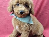 Ev Üreti̇mi̇ Toy Poodle Bebekler