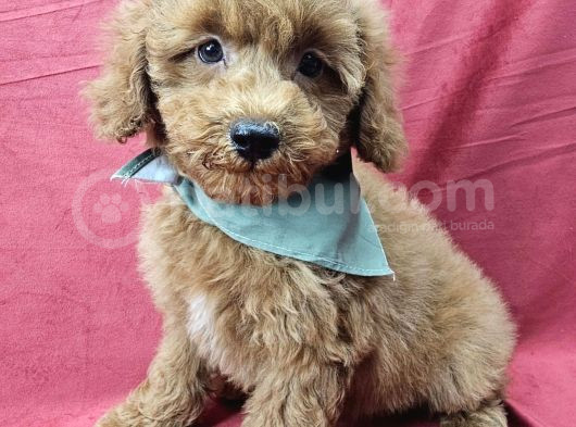 Ev Üreti̇mi̇ Toy Poodle Bebekler görsel