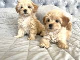 SAFKAN MALTİPOO BEBEKLERİMİZ