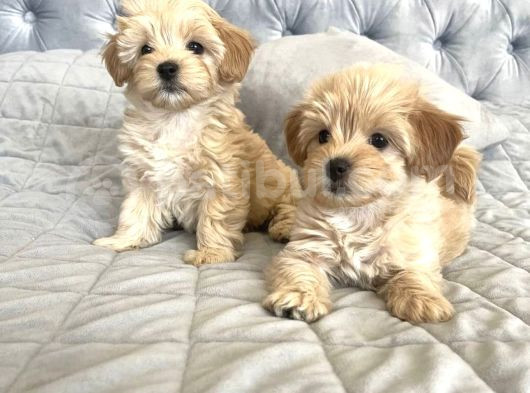 Safkan Malti̇poo Bebekleri̇mi̇z