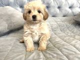 Safkan Malti̇poo Bebekleri̇mi̇z
