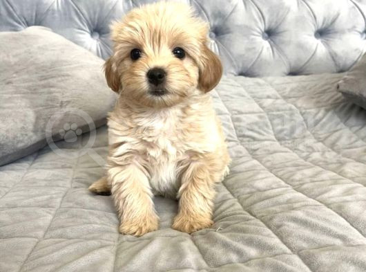 Safkan Malti̇poo Bebekleri̇mi̇z görsel