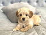 Safkan Malti̇poo Bebekleri̇mi̇z